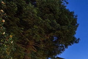 Alderwood Park Apartments 37057 Magnolia Street Newark Ca