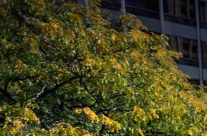 to Columbus Plaza New Eastside Chicago Apartments