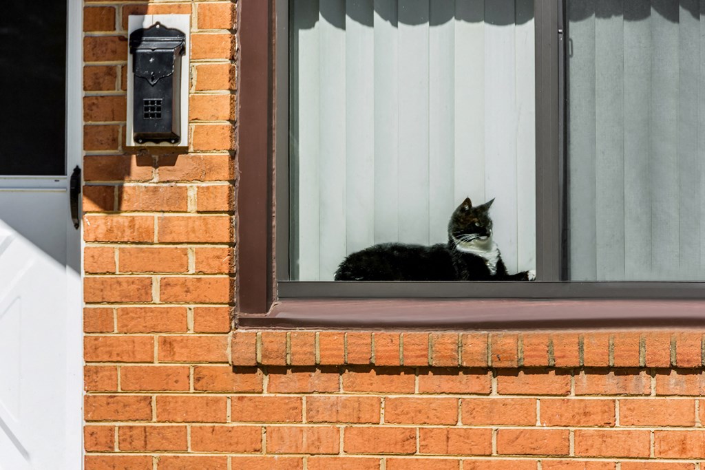 a black and white cat sitting in a window