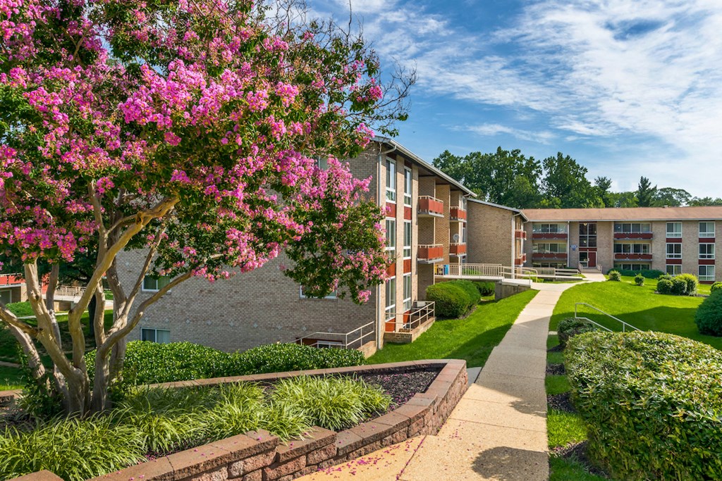 a tree with pink flowers in front of an apartment building