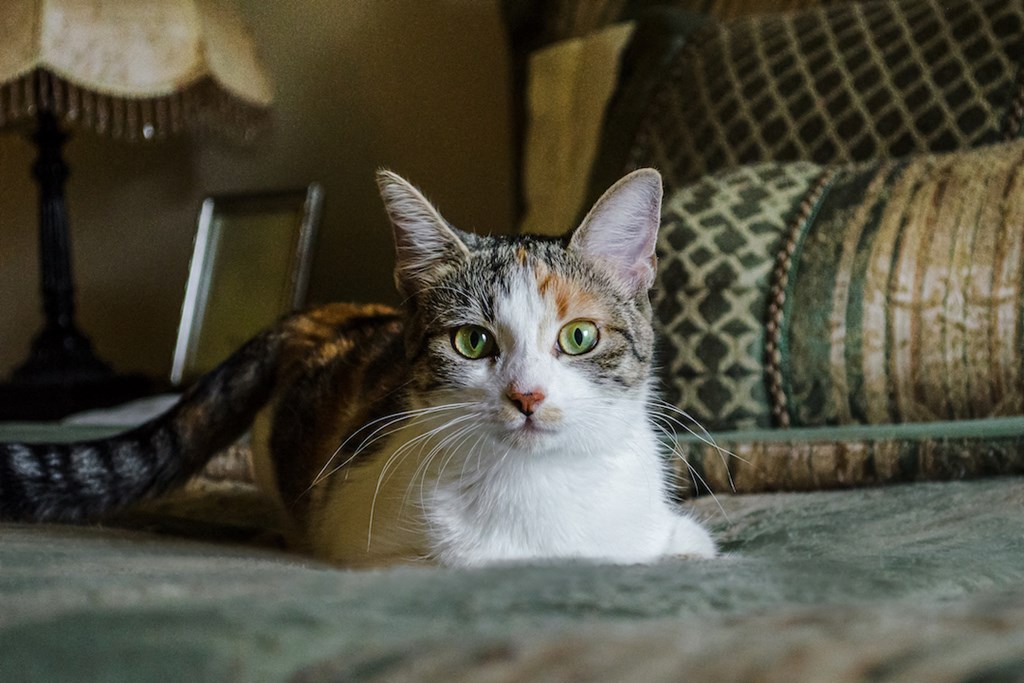 a cat laying on top of a couch