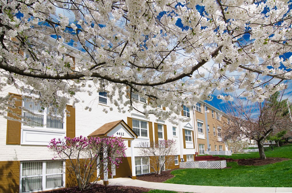 an apartment building with a flowering tree in front of it