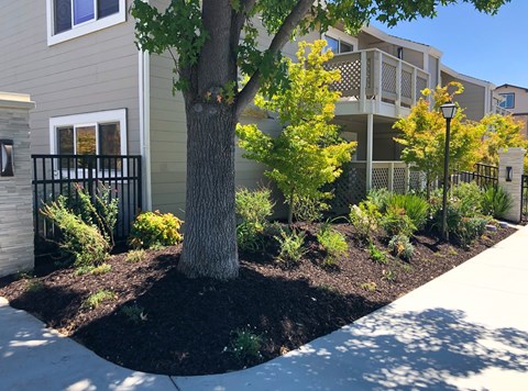 A tree in a landscaped area in front of a building.