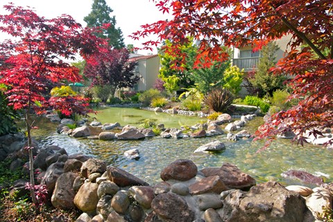 a garden with a pond and rocks