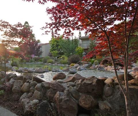 a garden with a stream and rocks