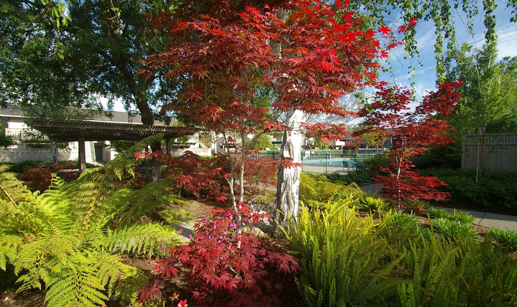 a tree with red leaves in a garden