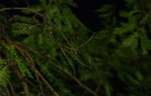 Greenwich On The Park Apartments In Cincinnati Oh