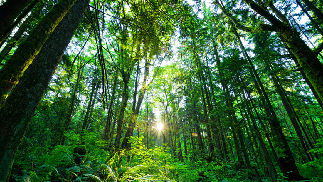 Hiking, Walking & Biking Trails