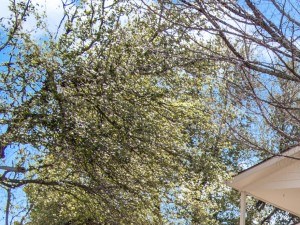 Rent Cheap Apartments In Mckinney Tx From 811 Rentcaf 233