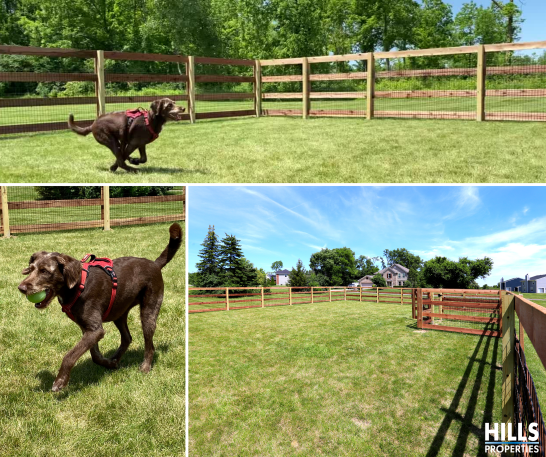 a dog running in a fenced in area