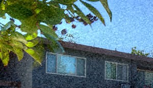 2 Bedroom Apartments For Rent In Mountain View Ca Rentcafé 234 Escuela Studio 3 Beds Apartment For Rent Photo Gallery 1