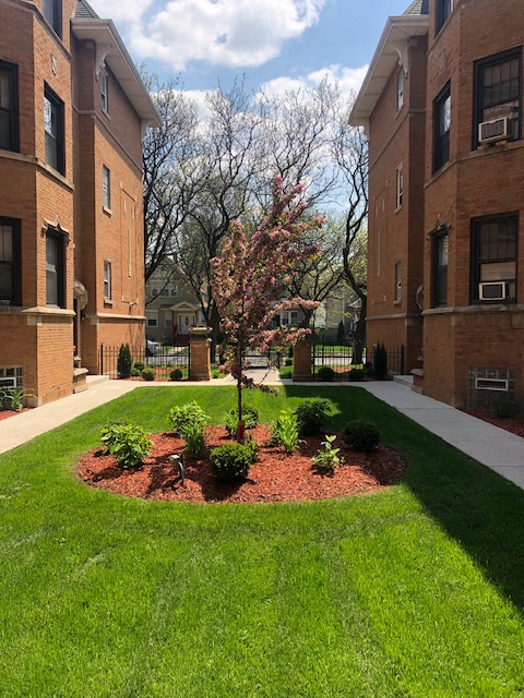 a small tree is in the center of a lawn in front of some buildings