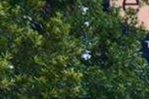 Tree-lined Neighborhood at Town Center at Lake Carolina, Columbia, South Carolina 29229
