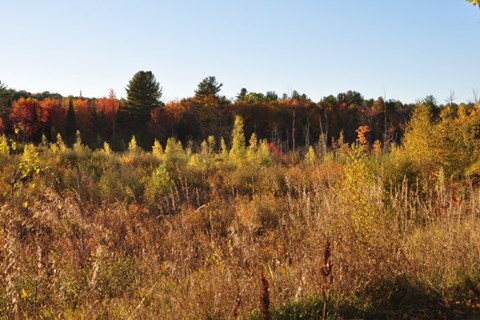 Open field with autumn trees and colorful foliage at Coach House Apartments, Massachusetts, 1824