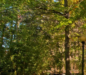 Franklin Square Apartments Apartments In Boston Ma