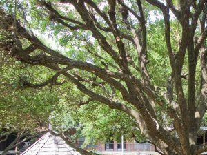 Allen House Montrose Houston Apartments For Rent