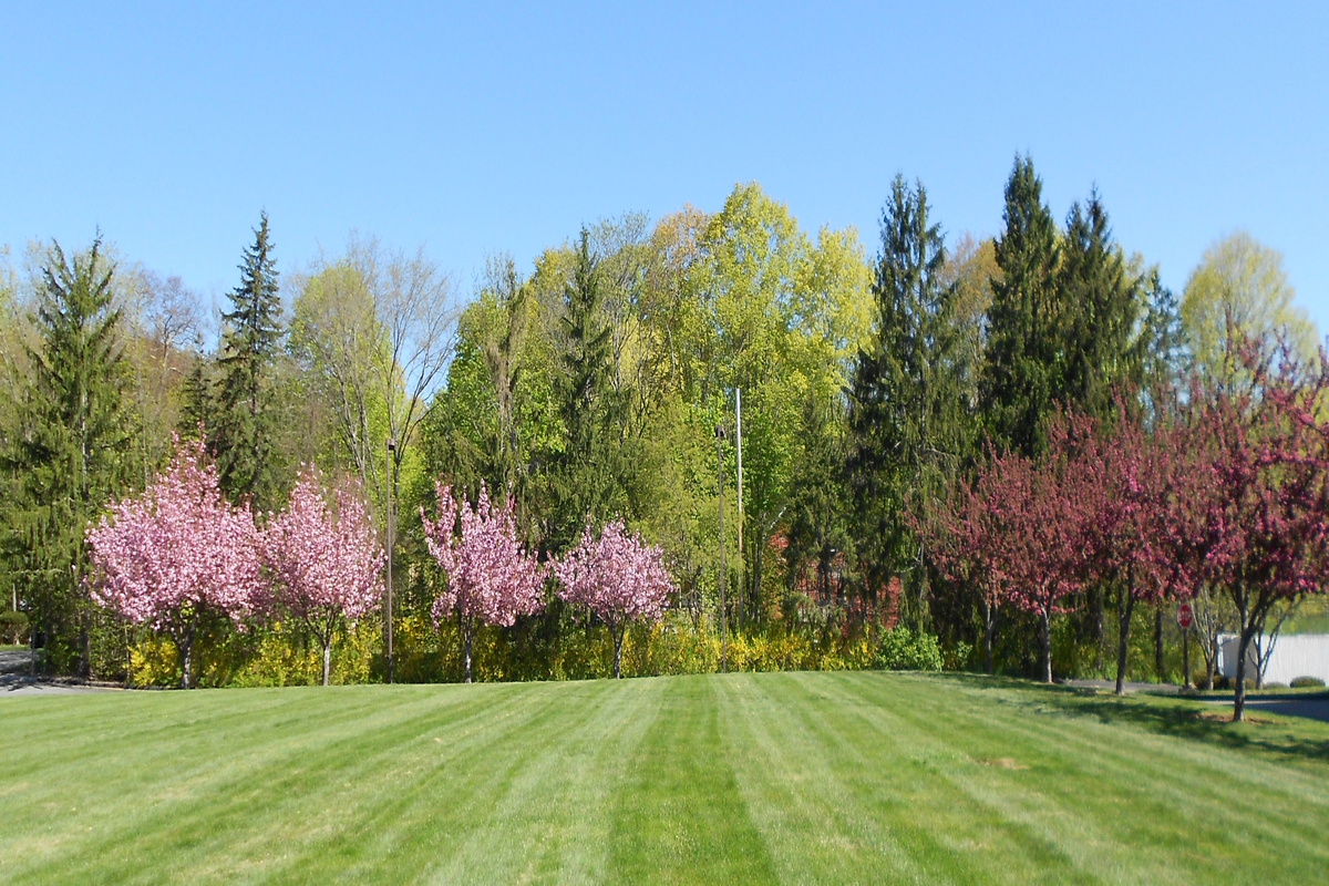 a field of grass with trees in the background