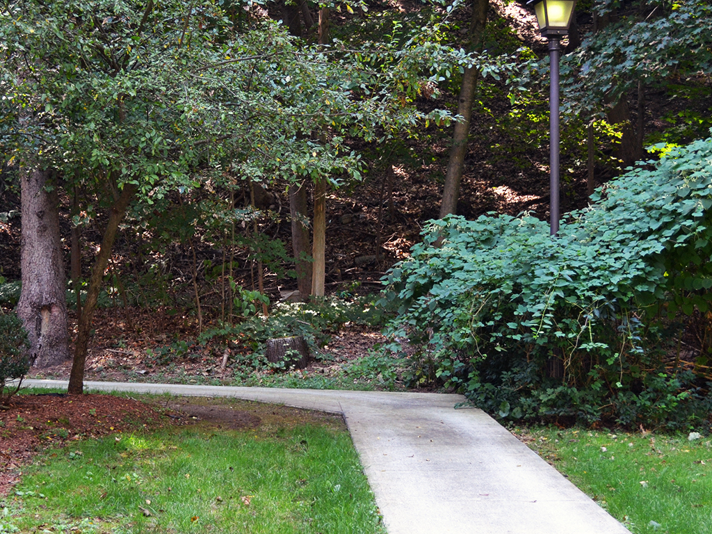 a path through a park with trees and a street light