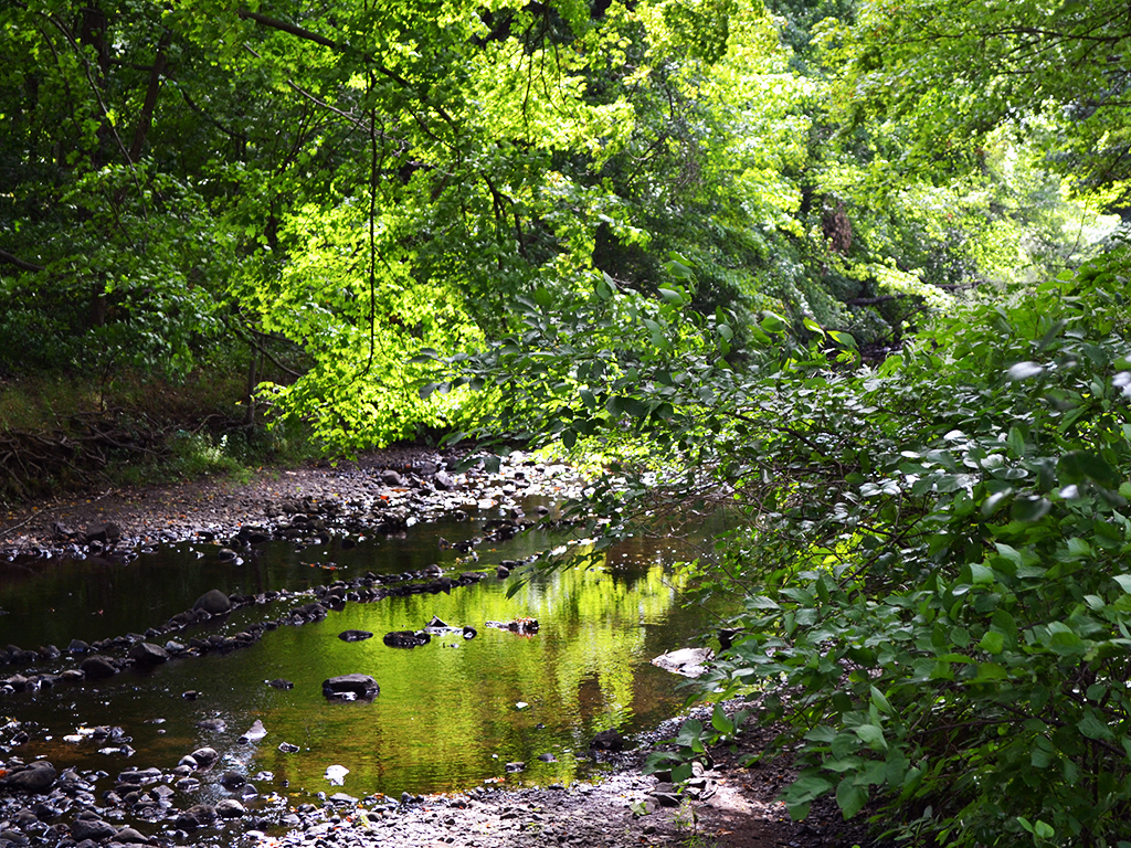 a creek in the woods with green trees