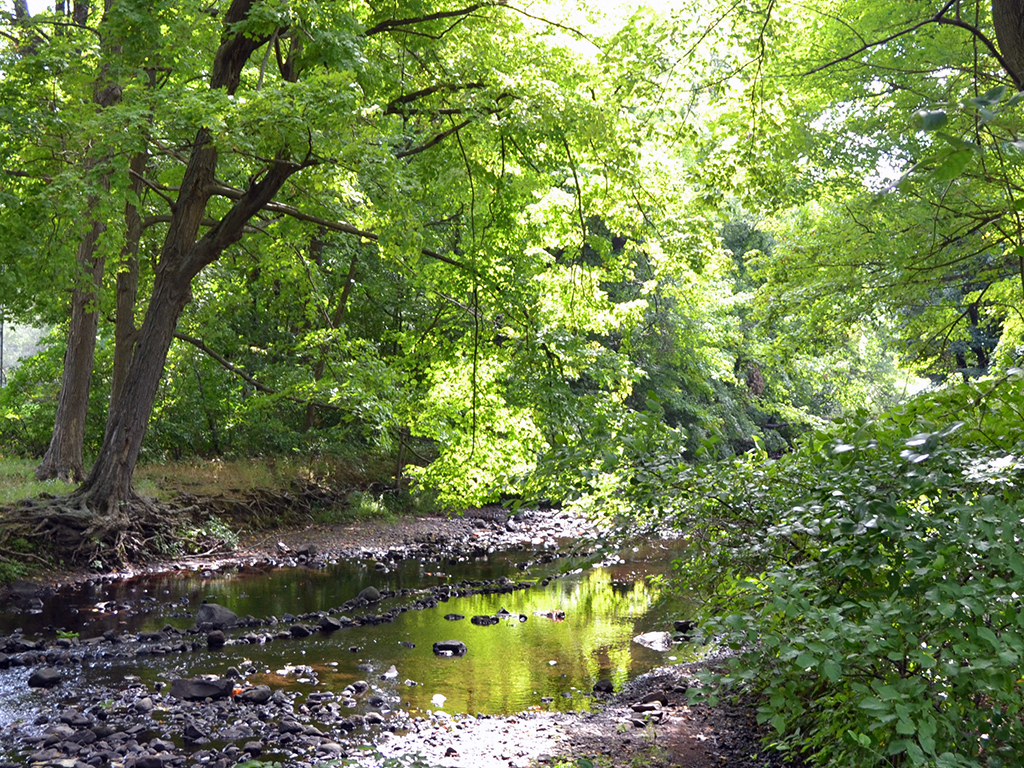 a stream running through a lush green forest