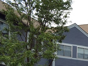 70 Lincoln Avenue 1 Bed Apartment for Rent - Photo Gallery 1