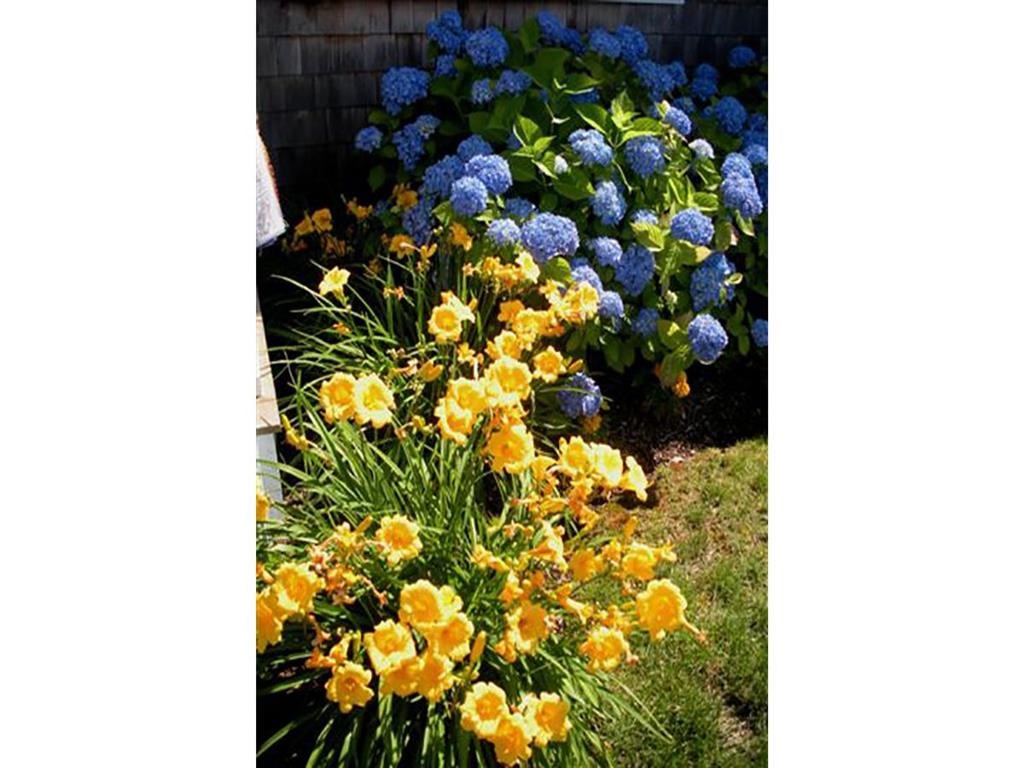 a group of yellow and blue flowers in a garden