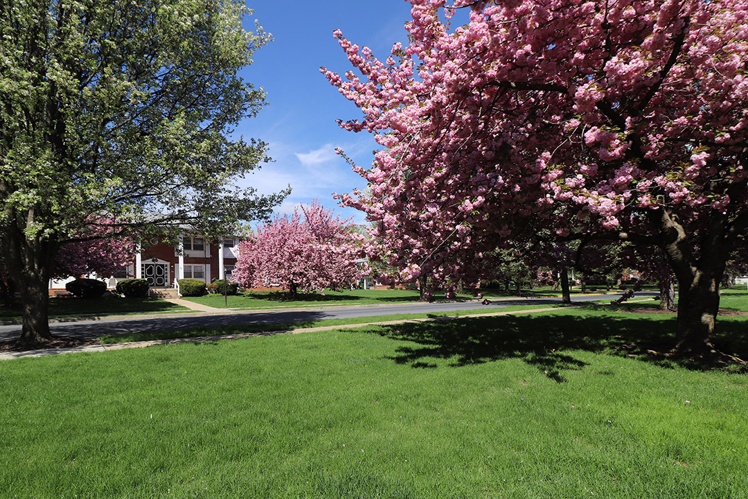 a green lawn with pink flowering trees in front of a house