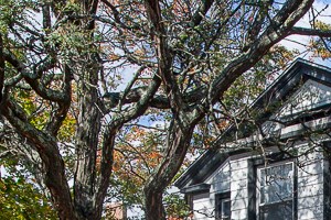 401 Crown Street