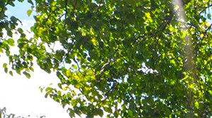 Lake Colony Apartments Apartments In Garland Tx