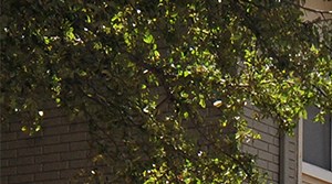 Westdale Hills Bonaventure Apartments In Euless Tx