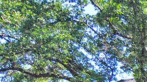 Westdale Hills Crooked Stick | Apartments in Euless, TX