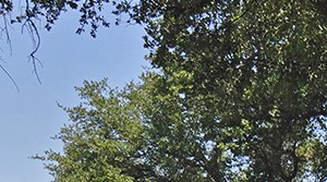 Westdale Hills La Costa Apartments In Euless Tx