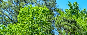 Well maintained buildings and landscaping Well maintained buildings and landscaping | Amazing move in specials | Stonetree Apartments | East Point, GA 30344