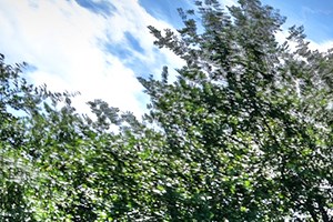 Photos and Video of Park at Walker's Ranch in San Antonio, TX