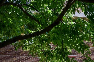 Ellison Park Apartments, 1 Bobrich Drive, Rochester, NY - RENTCafé