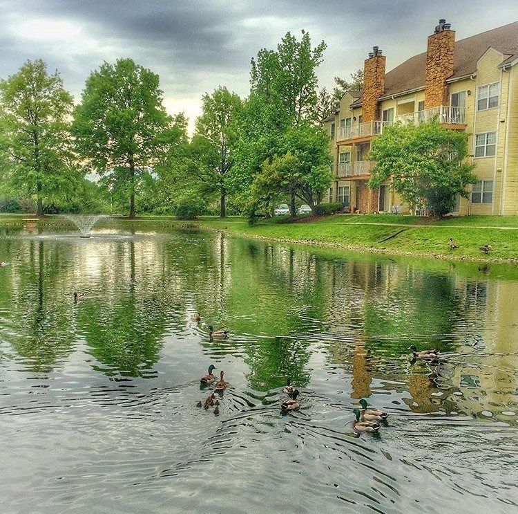a group of ducks swimming in a pond near an apartment building