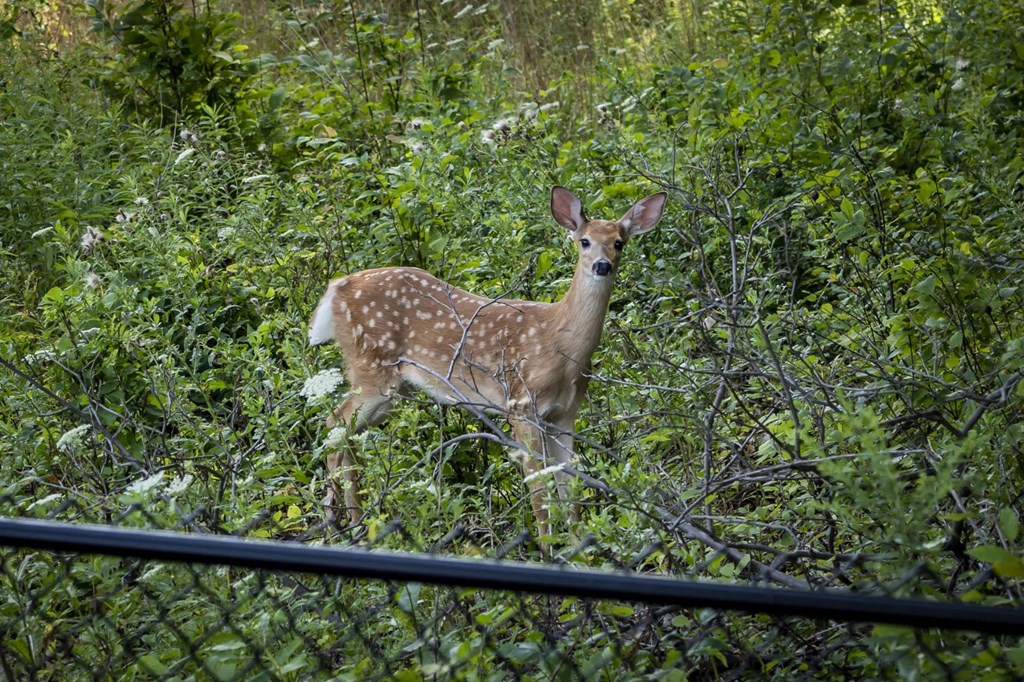 a baby deer is standing in the grass