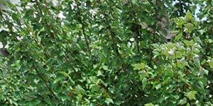 Batavia Apartments For Rent Eastgate Woods Apartments