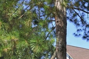 Lake in the Pines Apartments, 848 Tamarack, Fayetteville ... Lake in the Pines Apartments, 848 Tamarack, Fayetteville ...