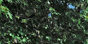 Apartments In Peoria Il Timberbrook Apartments