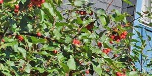 Apartments In Peoria Il Timberbrook Apartments