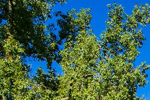 Towne Square Apartment Homes in Chandler, AZ | Photo Gallery and Video