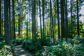 Nature Walking Paths and Trails in Forests at Port Orchard Washington Apartment Near Harrison Medical Center