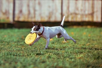 Small Dog Playing with Frisbee at Pet Friendly Apartment in Scottsdale 85257