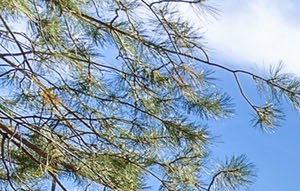 Pinnacle Highland Apartments Top Rated In Cottonwood Heights Ut