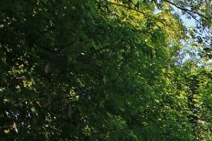 Monticello Mn Apartments For Rent Rentcaf 233