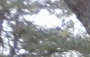 Merlin Ct