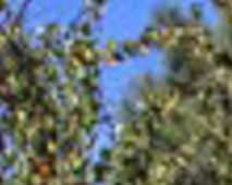 Apartments For Rent Near Concorde Career College Garden Grove