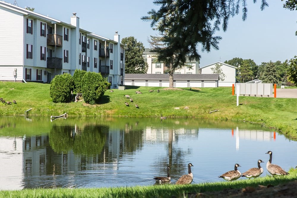 a group of geese standing next to a pond in front of an apartment building