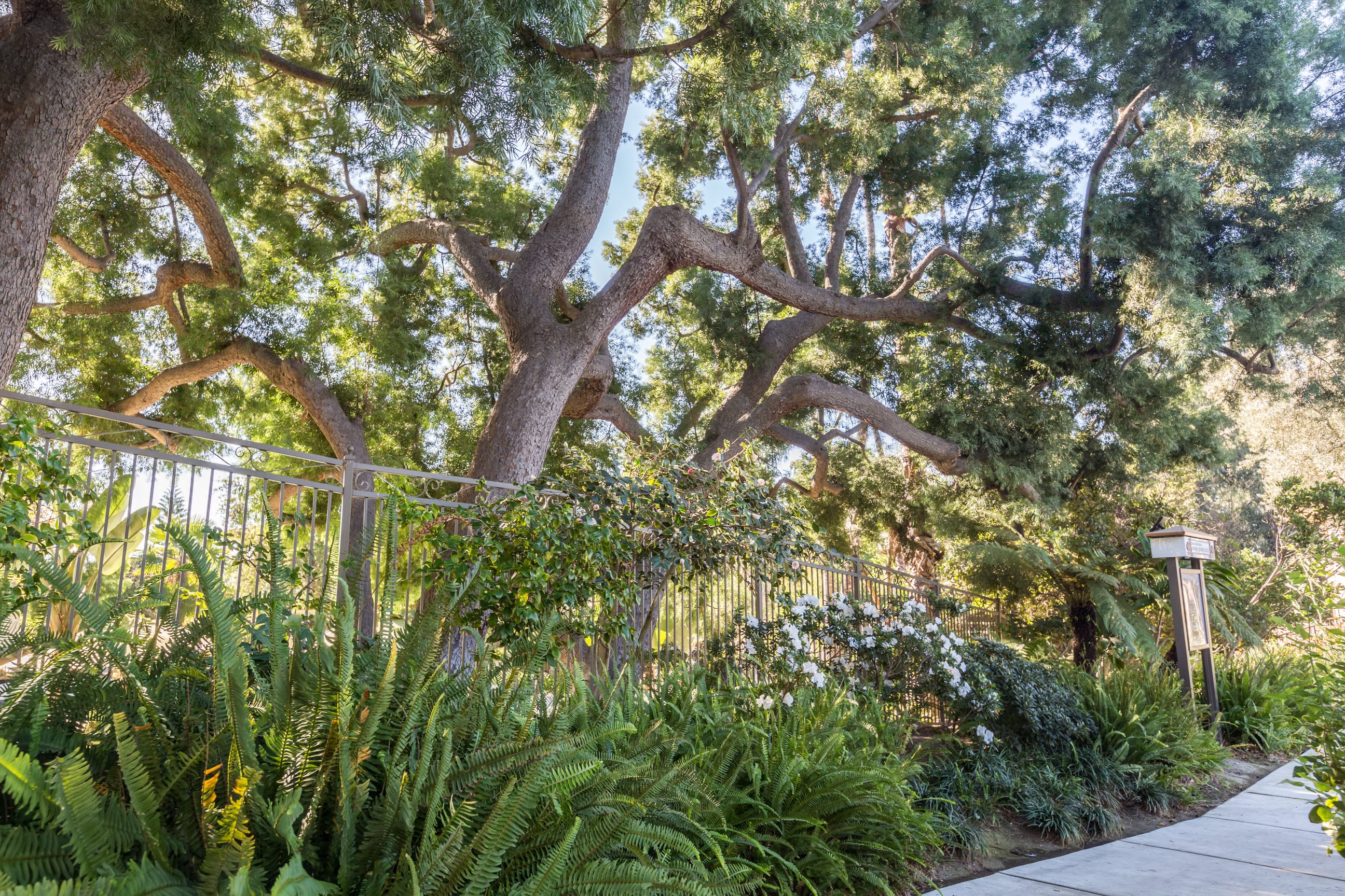 Photos and Video of Orange Grove in Pasadena, CA